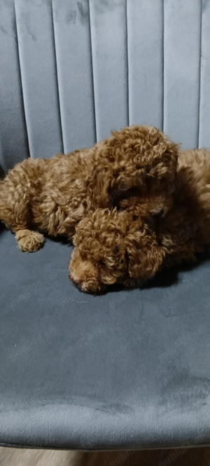 Poodle Pitic. - imagine 5