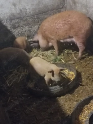 Purcei mangalita de vânzare purcei 