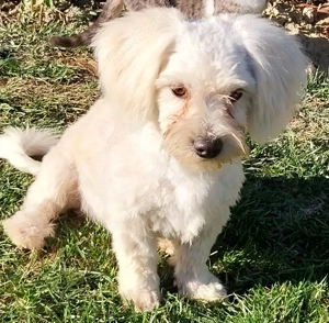 Cățel Bichon
