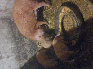 Purcei mangalita de vânzare purcei  - imagine 2 Purcei mangalita de vânzare purcei  - imagine 2