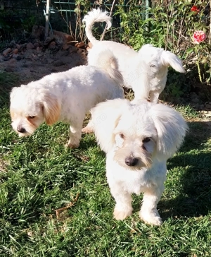 Cățel Bichon - imagine 5 Cățel Bichon - imagine 5