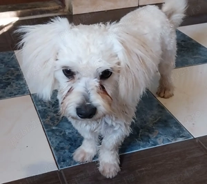 Cățel Bichon - imagine 3 Cățel Bichon - imagine 3