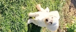 Cățel Bichon - imagine 4 Cățel Bichon - imagine 4