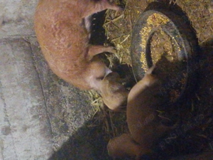 Purcei mangalita de vânzare purcei  - imagine 4 Purcei mangalita de vânzare purcei  - imagine 4