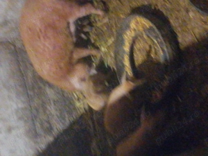 Purcei mangalita de vânzare purcei  - imagine 3 Purcei mangalita de vânzare purcei  - imagine 3