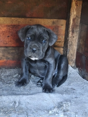 Vând Puii Cane Corso - imagine 5
