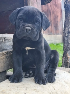 Vând Puii Cane Corso - imagine 3
