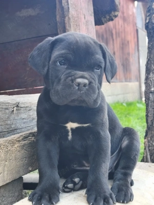 Vând Puii Cane Corso