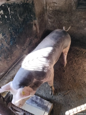 vand scroafa. - imagine 2