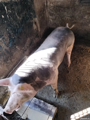 vand scroafa. - imagine 3