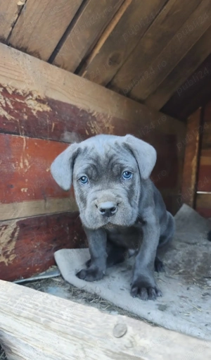 Vând Puii Cane Corso - imagine 4