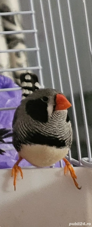 zebre australiene - imagine 2 zebre australiene - imagine 2