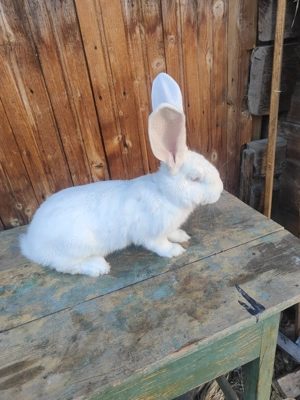 Masculi uriaș german alb și grii 