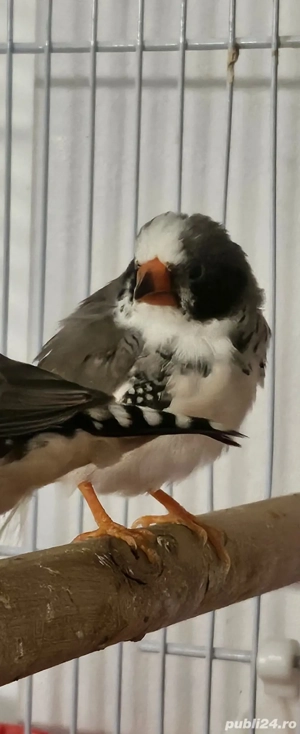 zebre australiene - imagine 4 zebre australiene - imagine 4