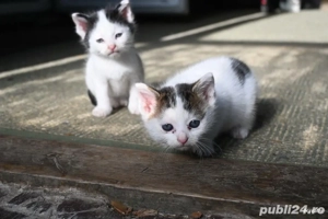 pisicute spre adoptie  - imagine 3