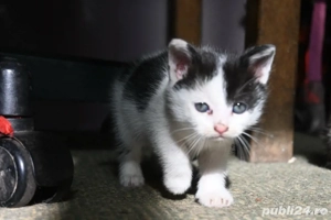 pisicute spre adoptie  - imagine 4