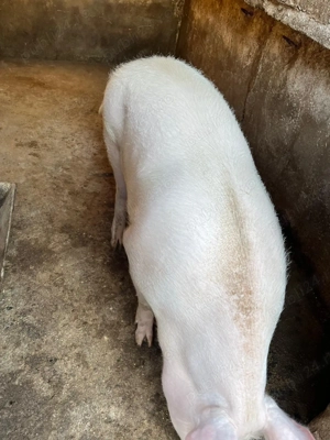 Porc gras Marele alb mangalita - imagine 2