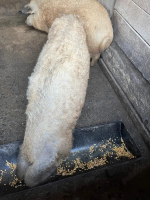 Porc gras Marele alb mangalita