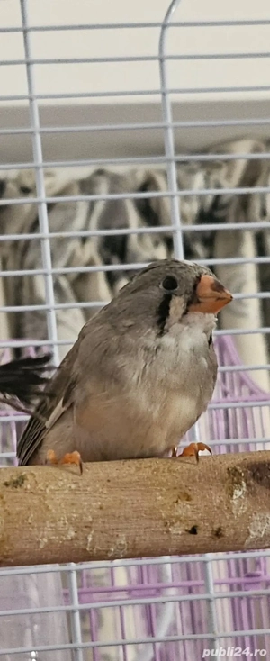 zebre australiene - imagine 5 zebre australiene - imagine 5