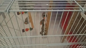 zebre australiene - imagine 3 zebre australiene - imagine 3