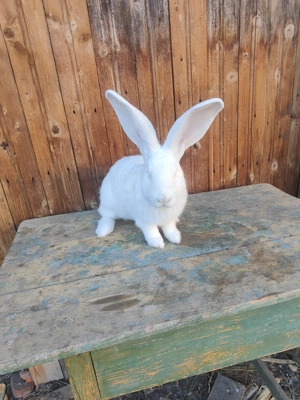 Masculi uriaș german alb și grii  - imagine 2