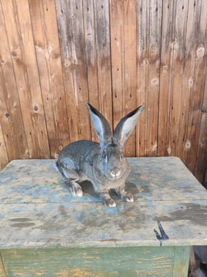 Masculi uriaș german alb și grii  - imagine 3