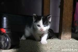 pisicute spre adoptie  - imagine 2
