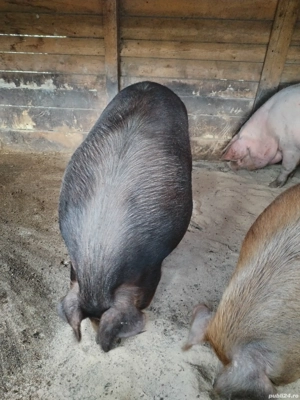 Animale porci  - imagine 2