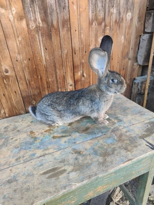 Masculi uriaș german alb și grii  - imagine 6