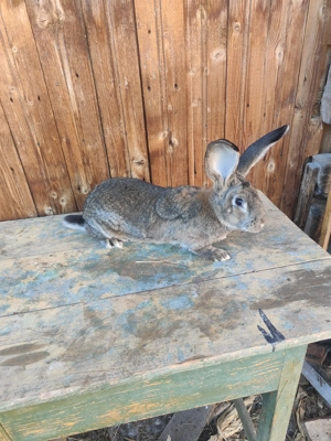 Masculi uriaș german alb și grii  - imagine 5