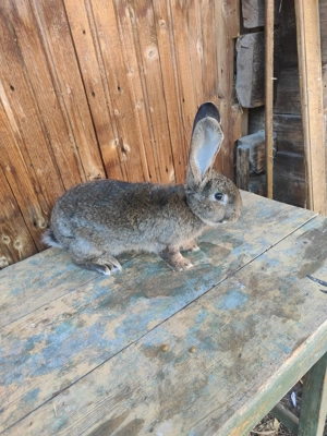 Masculi uriaș german alb și grii  - imagine 4