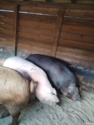 Animale porci  - imagine 3