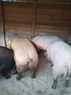 Animale porci  - imagine 4