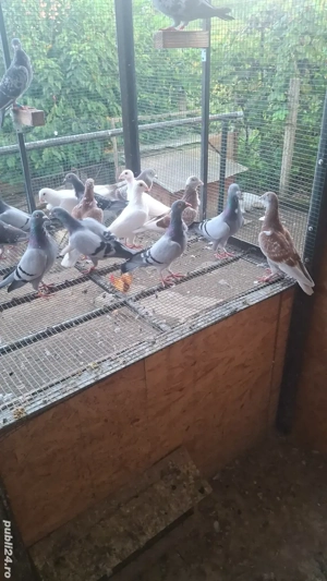 voiajori cravatați - imagine 3