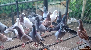 voiajori cravatați - imagine 2