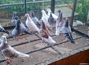 voiajori cravatați - imagine 4