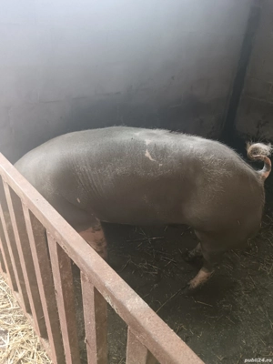 Vier Pietran - imagine 3