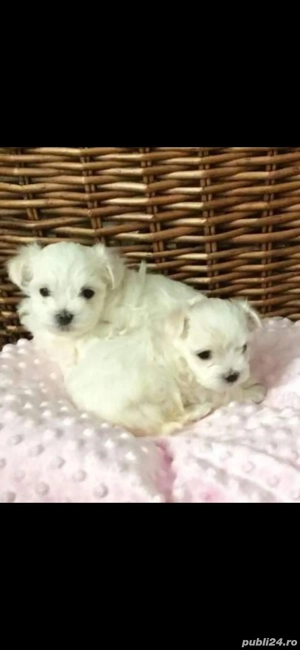 Bichon maltez - imagine 2