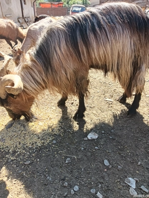 Țap Alpin francez metis