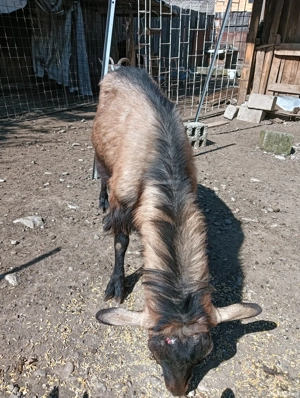 Țap Alpin francez metis  - imagine 2