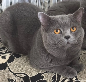 Motan British shorthair blue  - imagine 3