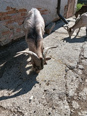 Țap Alpin francez metis  - imagine 3