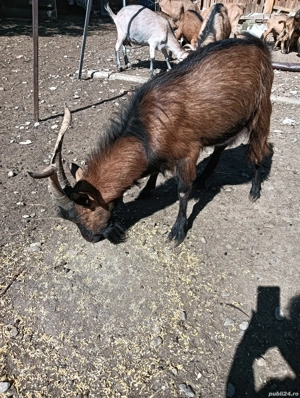 Țap Alpin francez metis  - imagine 4