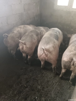 Scroafe Pietran cu varsta de 1,5 luni  - imagine 2