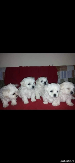 Bichon maltez