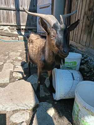 Țap Alpin francez metis  - imagine 5