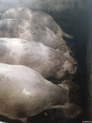 Scroafe Pietran cu varsta de 1,5 luni 