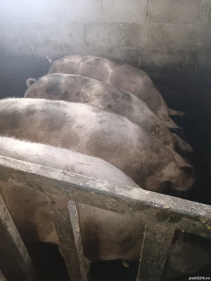 Scroafe Pietran cu varsta de 1,5 luni  - imagine 3