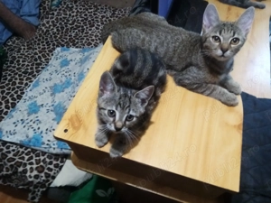 Aventura incepe cu un camin...! - imagine 2