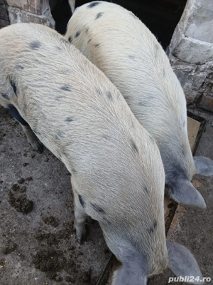 vand porci  - imagine 2